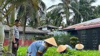 Panen 150 Kg Kangkung, Lapas Labuhan Ruku Tegaskan Komitmen Dukung Ketahanan Pangan