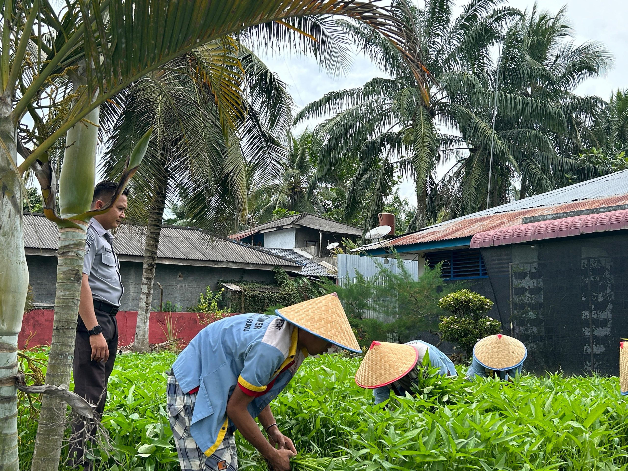 Panen 150 Kg Kangkung, Lapas Labuhan Ruku Tegaskan Komitmen Dukung Ketahanan Pangan