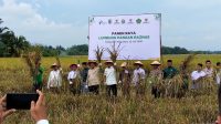 BAZNAS Batu Bara Raih Perhatian Nasional, Ketua BAZNAS RI Tinjau Panen Raya Lumbung Pangan