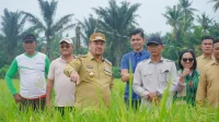 Dorong Penerapan Pertanian Modern, Bupati Batu Bara Tinjau Persawahan PM-AAS di Desa Suka Raja