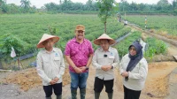 Bupati Batu Bara Targetkan Gambus Laut dan Lubuk Cuik Jadi Sentra Cabai Varietas Unggul